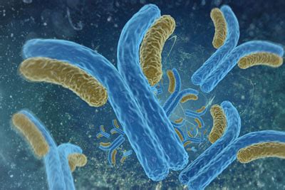beta-amyloid plaques|NIA researchers comprehensively analyze clinical trial data on .